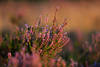 Heidestrauch Abendlicht-Romantik lila blhen