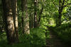 Waldpfad Grnallee Baumstmme Frischgras in Seitenlicht romantische Natur Frhlingsbild