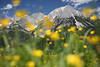 Alpenblmchen Frhlingsblte Landschaft WilderKaiser Gipfel