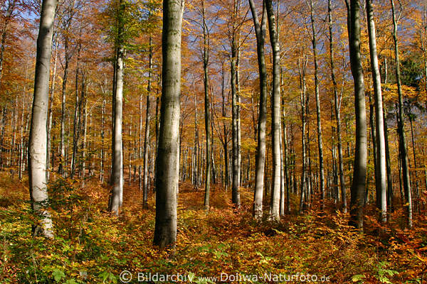 Wald-Fotokunst Baumstmme Herbstfarben Naturromantik