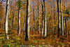 Wald-Poster Waldbäume Herbstfarben Naturbild