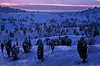 3013_ Abenddmmerung Blaufarben Winterbild Strucher Schneelandschaft Frost Klte