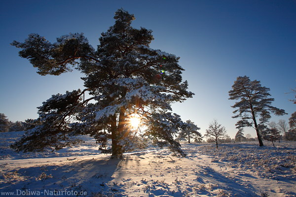 Bumenpaar in Schnee Sonnenuntergang Winter-Landschaft Gegenlicht Romantik