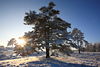 Bume Schnee-Horizont Sonnenprall Himmel Winterpanorama Landschaftbild