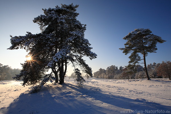Kieferbume Paar in Schnee Winterlandschaft Natur Sonne-Stern lange Schatten