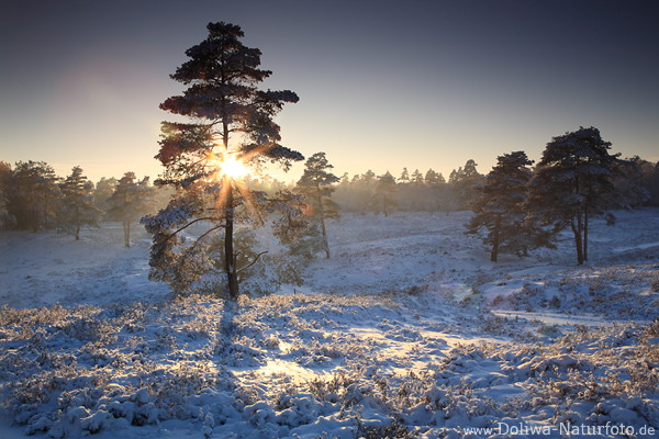 Sonne Baum-berstrahlung in Schnee-Winterlandschaft Gegenlicht