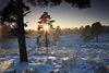 Sonnenstern berstrahlt Baum Schneelandschaft Naturbild Winter-Romantik Winterstimmung Naturfoto