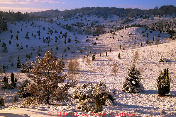 WinterTal Naturbild Schneelandschaft Sonnenschein gelb-rosa Farben Weitblick ber Einzelbume