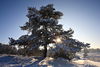 Baum-Hgel Schnee Sonne-Stern Winterlandschaft Romantik Naturbilder