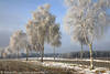 Bumenreihe in Rauhreif Winterstarre Bild an Landstrae vereiste Birken in Sonnenschein