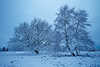 Baumpaar Schnee-Frost Rauhreif weie Winterlandschaft Naturfotografie