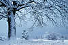 Baumstamm ste Zweige Schneelandschaft Winterbild Blick unterm Baum