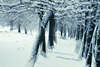 BumenAllee Schneelandschaft Winterbild abstrakt Naturstimmung Doppelbelichtung