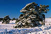 Schneelandschaft Winterbild geneigte Kiefernbume winterlicher Sonnenlicht Naturfoto
