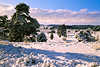 Winterbild weier Schneelandschaft Naturbild Bume Schneedecke in Sonnenschein Weitblick
