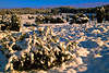 3091_Schnee Winteridylle Landschaftsbild: Strucher weites Flachland Waldsicht Abendstimmung Foto