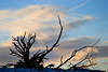 Wurzeln Baumreste Landschaftsbild Wolken am Himmel ste Winterfoto Wolkenstimmung