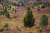 Heidetalgrund Naturbild grne Bume lila blhende Heideflchen Landschaftsfoto Totengrund Kalendermotiv