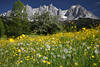 Berge-Frühlingsblüte vor Alpen-Gipfel Gebirgslandschaft Naturbild Wilder-Kaiser