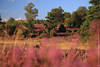 Heideblüte Fotodesign Naturromantik abstrakt Bild lila blühende Landschaft violett verwischt