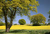 Rapsfeld gelbe Frühlingslandschaft romantisches Naturbild