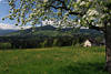 Baumblte Frhlingsfoto ber Blumenwiese Berg Bregenzerwald Natur
