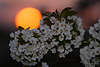 Kirschblte bei Sonnenuntergang Foto Altes Land Romantik Momente Sonnenkugel Bild