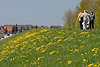 50474_Altes Land Frhling Spaziergang auf Cranzer Elbdeich in Gelbblumen Foto Bltezeit auf Deichwiese