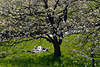 Frhlingsgefhle Foto: Paar unter Baumblten liegen in Gras Wiese Altes Land blhende Kirschbume