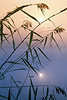 2480_Schilfgras Romantik im Nebel Naturfoto am Seeufer Sonne Spiegelung in Wasser