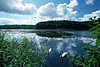 2799_Mnchteich Seelandschaft Naturfoto Wolkenspiegelung im Wasser mit Schwnen am Schilf
