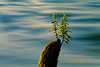 3204_Paar Brennessel Bild Kleinpflanzen auf Baumresten vor Schaalsee Wasserwellen bei Zarrentin