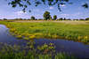 108447_ Elbtal-Grnwiese Wasserfluss berflutete Auenlandschaft GelblumenUfer Naturfoto