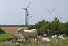Deich-Schafe vor Fehmarn Windräder Landschaft Foto Weidetiere Begegnung mit Insel-Touristen