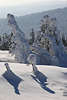 101856_Harzgebirge Naturzauber Fotografie Tannenbume Schatten im Schnee am Brocken Winterbild