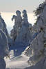 101927_Harzer Schneedamen Paar im Gesprch, Tannen  Schneegestalten windgeformte Winterskulpturen Portrt im Winterwald am Brocken