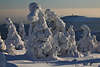101955_Baumhexen skurrile Schneegestalten Naturportrt Brockenlandschaft Harz Winterzauber Naturfotos