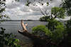 Naturbild Wasserlandschaft Plner Seeufer Baum grner Frhling