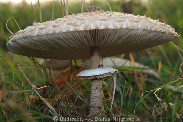 Hutpilz Parasol Stiel Unterring Makrofoto mit Insekt unter