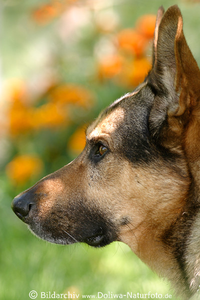 Schferhund Kopfprofil Tier seitlich helles Maul Schnauze vor Blumen