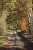 Herbstwaldallee Naturfoto Baumblättertunnel Weg in Seitenlicht romantische Herbststimmung