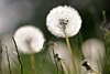 Pusteblumen Frühling-Weisskugeln verblühter Löwenzahn in Gras auf Wiese Frühjahrsblumen