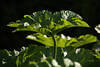 Mammutblatt Kunstfoto Grossblatt faltige Blattpflanze Prachtblatt künstlerisches Naturbild