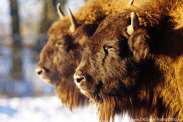 Bisons Paar Köpfe in Winterbild