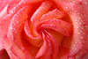 Rose Blumenblte auf Leinwand exklusive Makrobild