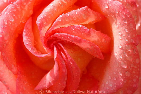 Rosenblte Rotblume Makrobild drehfrmig Blumenblte formatfllend als Leinwanddruck
