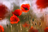 Klatschmohn Blumen Rotblüten Windmalerei Naturbild Leinwand Unikat-Poster