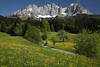 Frühlingsblüte vor Alpenlandschaft Wilder Kaiser Gipfel-Skyline