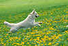 Hunde in Bewegung auf Blumenwiese